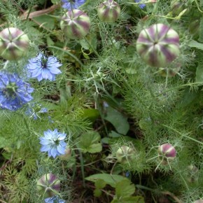 Bourrache et nigelle. N°490 Bourrache et nigelle. N°490