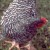 coucou_patte