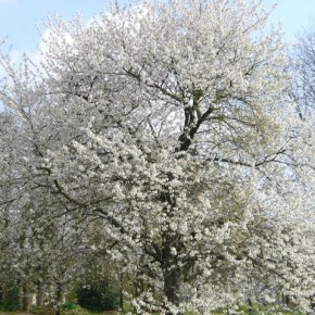 Au printemps. N°627 Au printemps. N°627