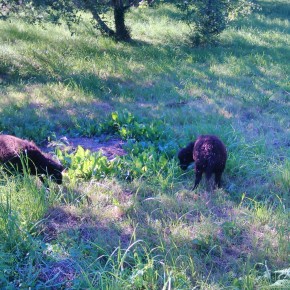 Le Mouton. N°690 Le Mouton. N°690