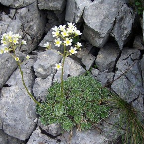 Petit retour au rayon Culture : Rousseau et la Saxifraga Politica. N°779 Petit retour au rayon Culture : Rousseau et la Saxifraga Politica. N°779