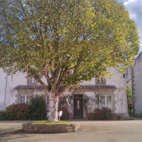L'arbre habillé. N°812 L'arbre habillé. N°812