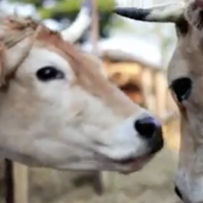 A la fête de la vache nantaise pour défendre "le bocage et ses mondes". N°857 A la fête de la vache nantaise pour défendre "le bocage et ses mondes". N°857
