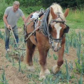 Stéphane Gallais, l'utilité du cheval dans le cadre écologique. Stéphane Gallais, l'utilité du cheval dans le cadre écologique.